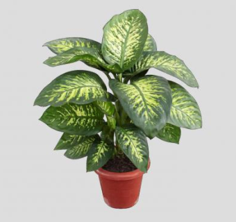 2D叶芋盆栽SU模型下载_sketchup草图大师SKP模型