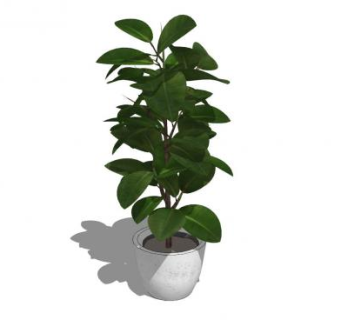 观叶盆栽sketchup模型下载_sketchup草图大师SKP模型