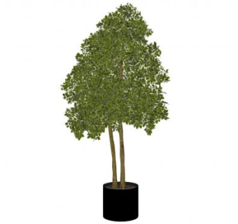 白橡树盆栽SU模型下载_sketchup草图大师SKP模型