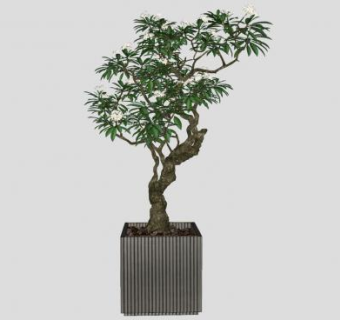 盆景树sketchup模型下载_sketchup草图大师SKP模型