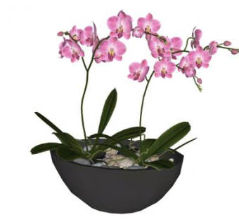 蝴蝶兰陶盆SU模型下载_sketchup草图大师SKP模型