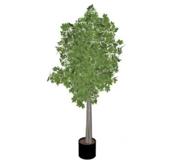 加拿大枫树盆栽SU模型下载_sketchup草图大师SKP模型