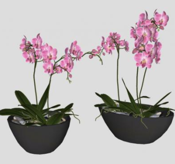 黑色盆栽蝴蝶兰SU模型下载_sketchup草图大师SKP模型