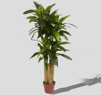 2D龙血树盆栽SU模型下载_sketchup草图大师SKP模型