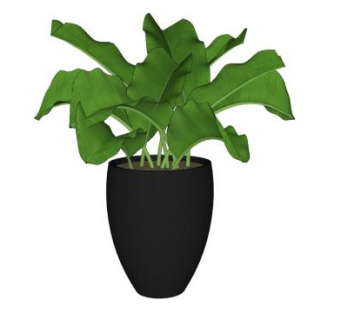 观叶黑色盆栽SU模型下载_sketchup草图大师SKP模型