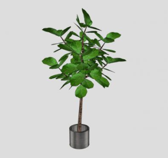 常绿观赏树盆栽SU模型下载_sketchup草图大师SKP模型