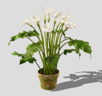 2D马蹄莲盆栽SU模型下载_sketchup草图大师SKP模型