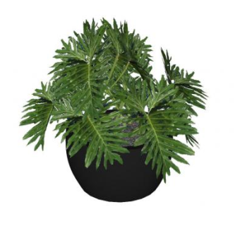 龟背芋盆栽SU模型下载_sketchup草图大师SKP模型