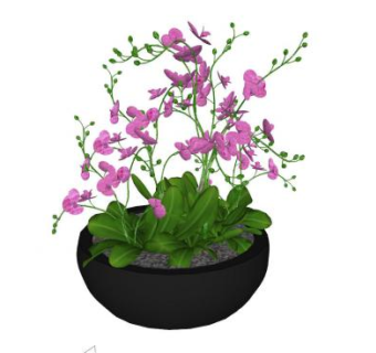 兰花盆景SU模型下载_sketchup草图大师SKP模型