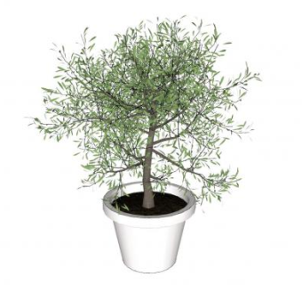 小型橄榄树盆景SU模型下载_sketchup草图大师SKP模型