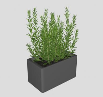 迷迭香现代盆栽SU模型下载_sketchup草图大师SKP模型