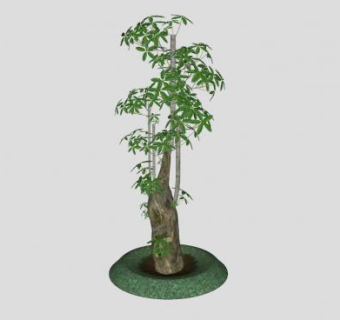 象脚树盆景sketchup模型下载_sketchup草图大师SKP模型