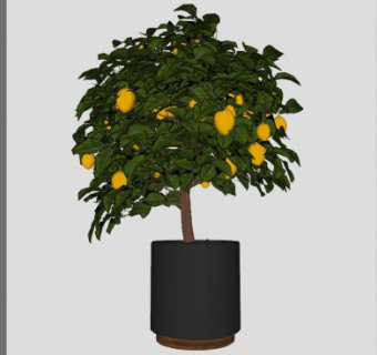 结果观赏树盆栽SU模型下载_sketchup草图大师SKP模型