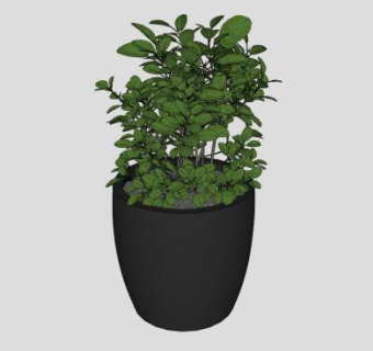 黑盆景植物SU模型下载_sketchup草图大师SKP模型