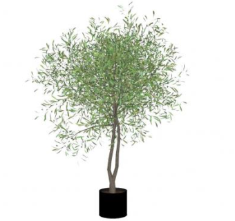 双树干橄榄树盆景SU模型下载_sketchup草图大师SKP模型