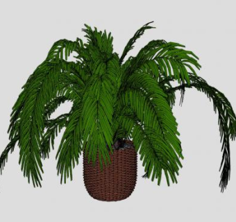 藤编盆栽观赏树SU模型下载_sketchup草图大师SKP模型