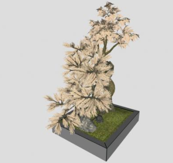 盆景艺术观赏树SU模型下载_sketchup草图大师SKP模型