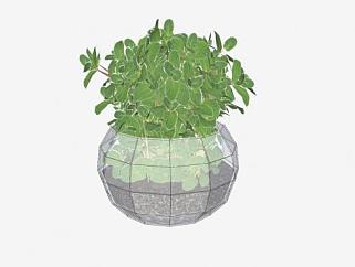 玻璃<em>花盆植物</em>SU模型下载_sketchup草图大师SKP模型