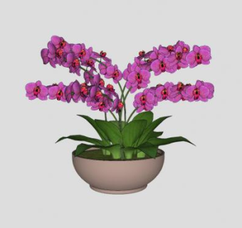 蝴蝶兰盆景SU模型下载_sketchup草图大师SKP模型