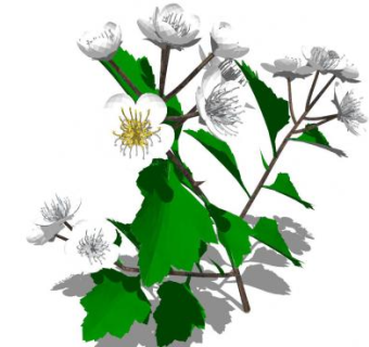 山楂花枝SU模型下载_sketchup草图大师SKP模型