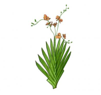 射干植物SU模型下载_sketchup草图大师SKP模型