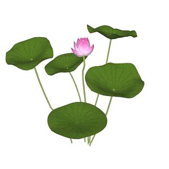 荷花<em>荷叶</em>绿植SU模型下载_sketchup草图大师SKP模型