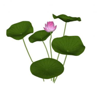 荷花荷叶绿植SU模型下载_sketchup草图大师SKP模型