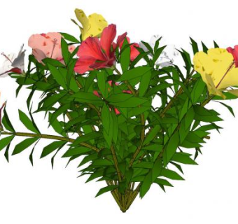 朱槿绿植SU模型下载_sketchup草图大师SKP模型