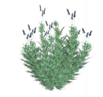 鼠尾草绿植SU模型下载_sketchup草图大师SKP模型