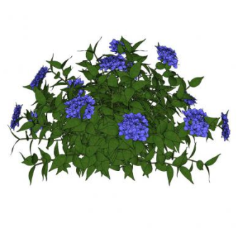 蓝雪花绿植SU模型下载_sketchup草图大师SKP模型