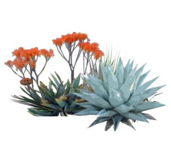 龙舌兰绿植SU模型下载_sketchup草图大师SKP模型