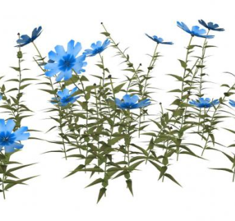 菊苣绿植SU模型下载_sketchup草图大师SKP模型