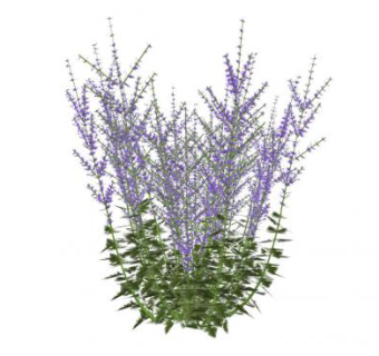 鼠尾草绿植sketchup模型下载_sketchup草图大师SKP模型