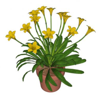 黄花菜盆栽SU模型下载_sketchup草图大师SKP模型