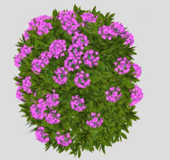 树木粉红色的花SU模型下载_sketchup草图大师SKP模型