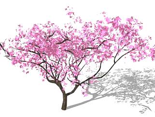 开花的树su模型下载_sketchup草图大师SKP模型