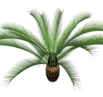 南方乔木su模型下载_sketchup草图大师SKP模型