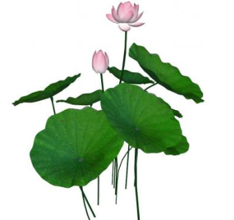 荷花花苞su模型下载_sketchup草图大师SKP模型
