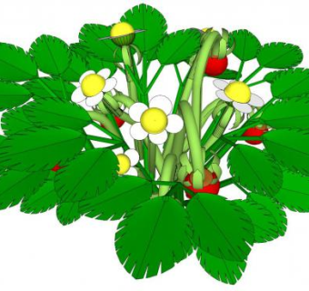 草莓植物su模型下载_sketchup草图大师SKP模型