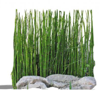 木贼SU模型下载_sketchup草图大师SKP模型