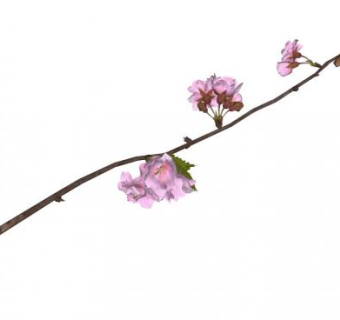 梅花枝su模型下载_sketchup草图大师SKP模型