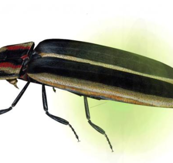 萤火虫su模型下载_sketchup草图大师SKP模型