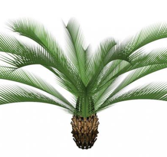 南方植物su模型下载_sketchup草图大师SKP模型