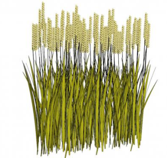 小麦三维su模型下载_sketchup草图大师SKP模型