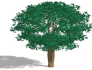 精致树木su模型下载_sketchup草图大师SKP模型