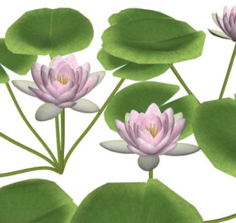 荷花瓣su模型下载_sketchup草图大师SKP模型