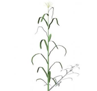 玉米植株su模型下载_sketchup草图大师SKP模型