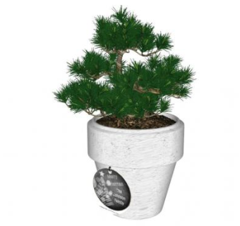 松树盆栽su模型下载_sketchup草图大师SKP模型