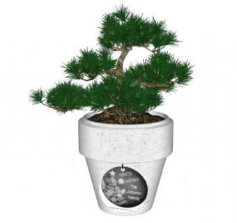 盆景松树su模型下载_sketchup草图大师SKP模型