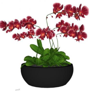 室内花卉盆景su模型下载_sketchup草图大师SKP模型